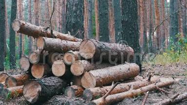 森林中的树木<strong>树干</strong>。 折叠的<strong>木头</strong>掉进了一堆